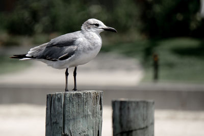 Close-up of seagull perching on wooden post