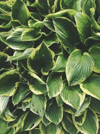 Full frame shot of green leaves