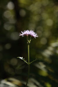 Close-up of purple flowering plant