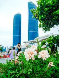 Flowers growing in park