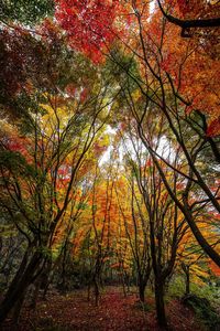 Low angle view of trees