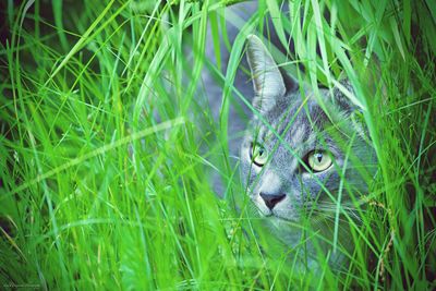 Portrait of cat hiding behind grass