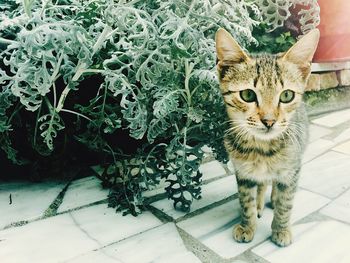 High angle portrait of cat sitting by plants