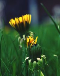 Close-up of yellow flower blooming outdoors