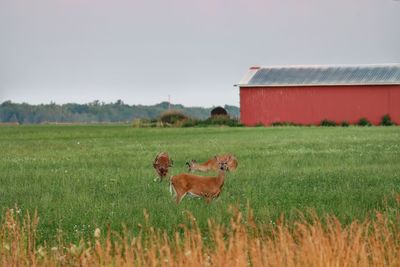 View of a horse on field