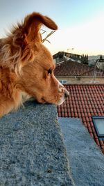 Close-up of a dog against the sky