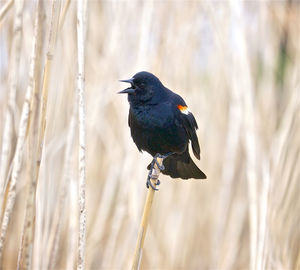 Close-up of black bird perching