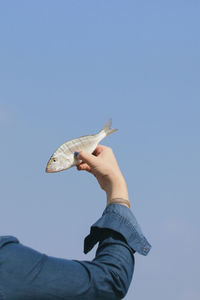 Cropped image of hand holding fish against clear blue sky