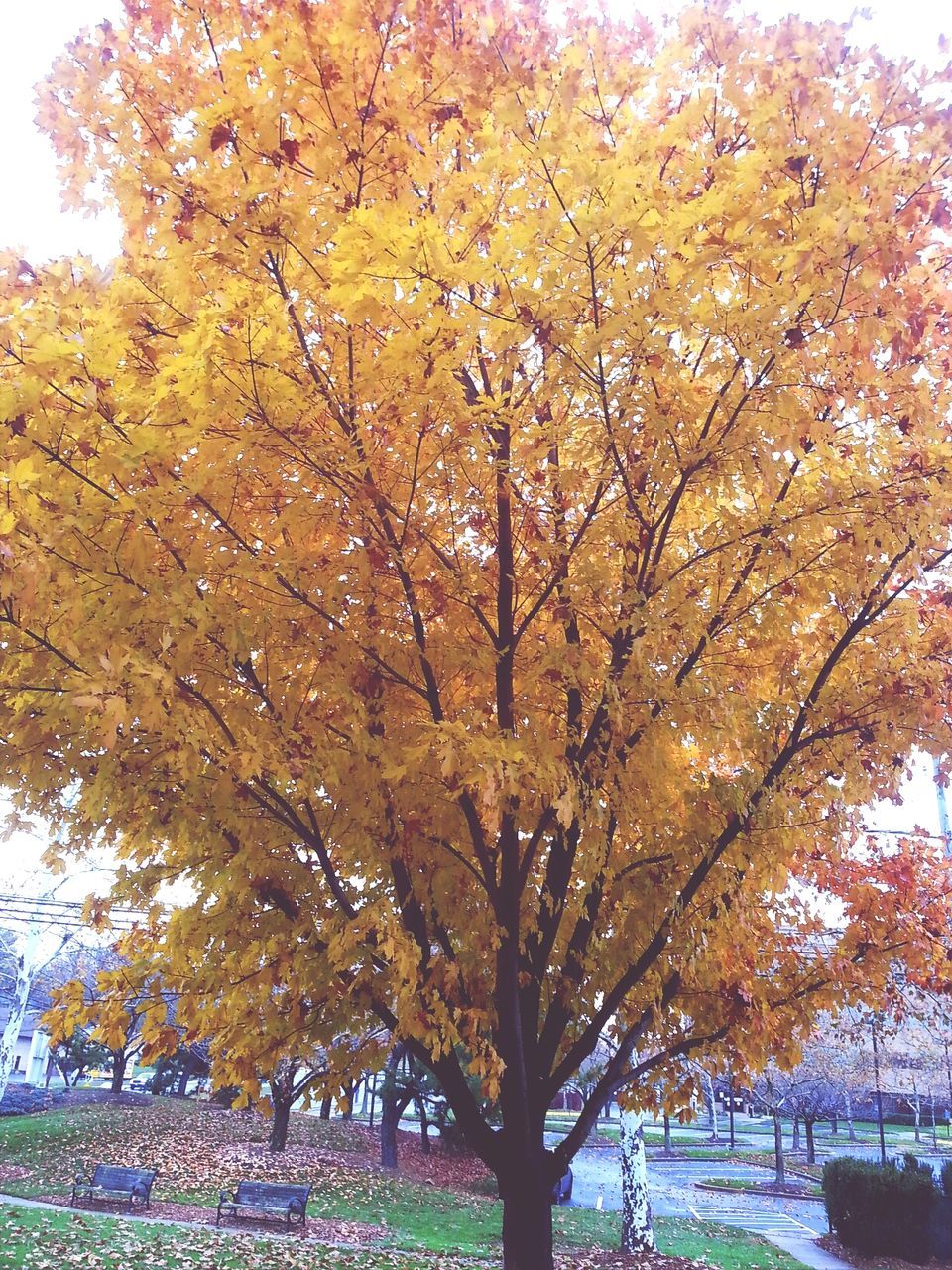 tree, autumn, season, change, growth, branch, beauty in nature, tranquility, nature, tranquil scene, scenics, yellow, park - man made space, low angle view, clear sky, day, sunlight, tree trunk, outdoors, sky