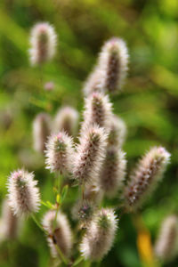 Close-up of flowering plant on field