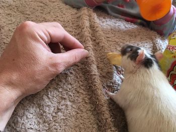 Close-up of hand holding rabbit