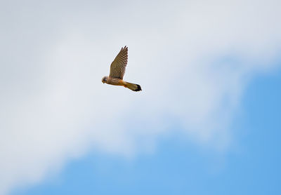 Low angle view of eagle flying in sky