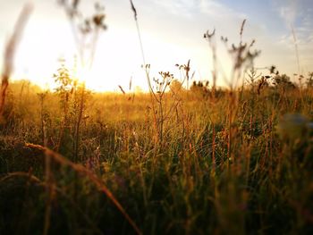 Close-up of wheat growing on field at sunset