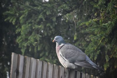 Close-up of bird perching on fence