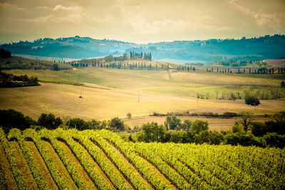 Scenic view of agricultural field against sky