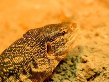 Close-up of a reptile looking away