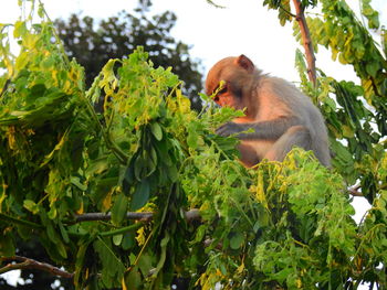 Low angle view of monkey on tree