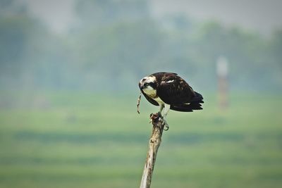 Close-up of bird perching on a tree