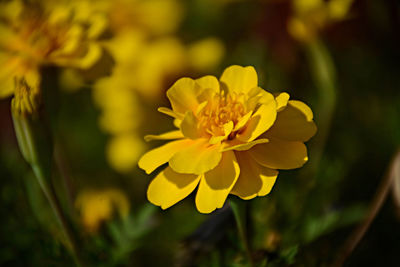 Close-up of yellow flowering plant on field