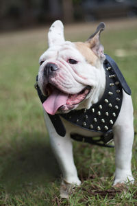 Close-up of bulldog standing on grassy field