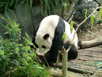 View of an animal in forest