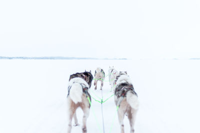 Dog on snow covered land