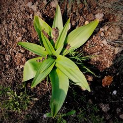 Close-up of plant