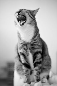 Close-up of cat yawning
