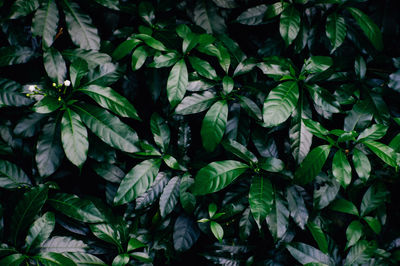 High angle view of flowering plants