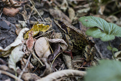 Close-up of frog on field