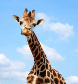 Low angle portrait of giraffe against sky