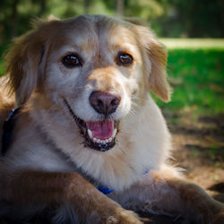 Portrait of dog