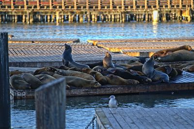 Side view of birds in lake