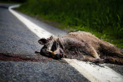 Close-up of a cat on the road