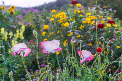 Close-up of pink flowering plants on field