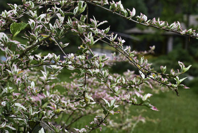 Close-up of flowering plants on tree