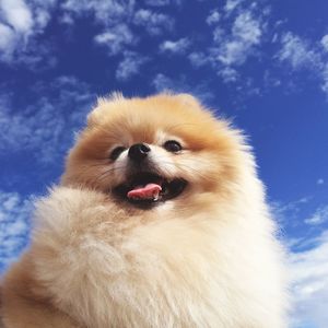 Close-up portrait of dog sticking out tongue against blue sky