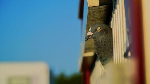 Close-up of bird perching/ pigeon