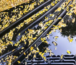 Close-up of yellow leaves