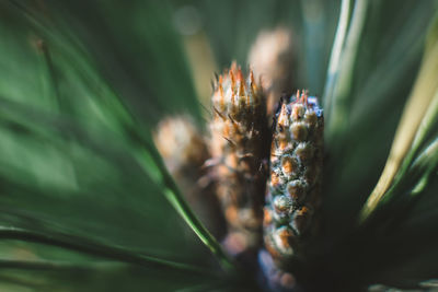 Close-up of flower on plant