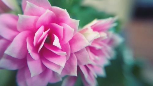 Close-up of pink rose