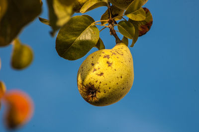 Low angle view of fruits on tree against clear sky