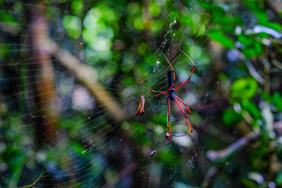 Close-up of spider on web