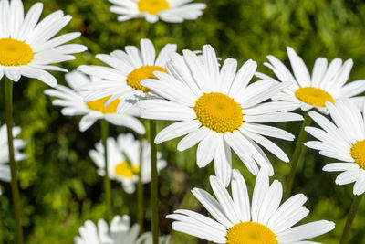 Close-up of white daisy flowers