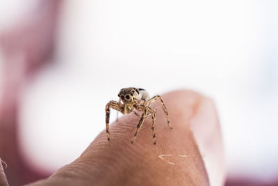 Close-up of spider on hand