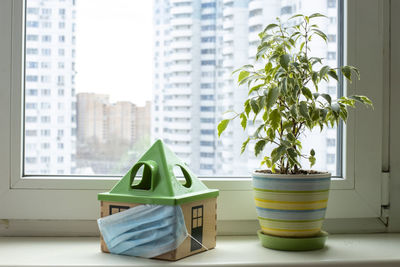 Close-up of potted plant on window sill