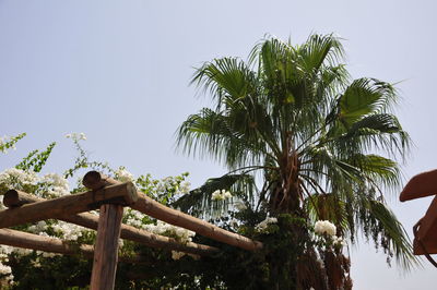 Low angle view of palm tree against clear sky