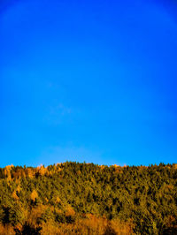 Scenic view of trees against clear blue sky