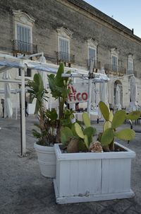 Potted plants on street against building in city