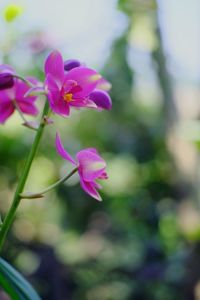 Close-up of pink flowering plant